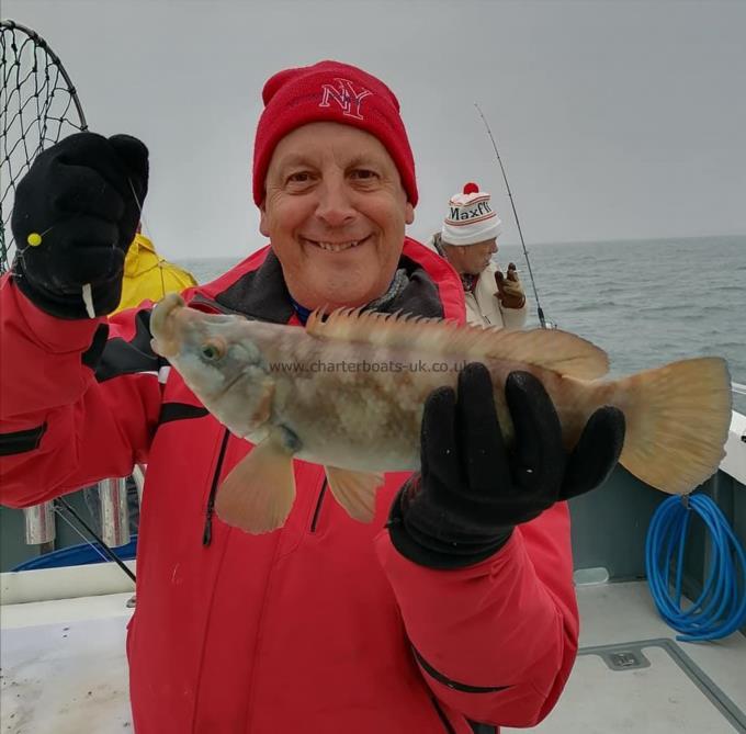 2 lb 2 oz Ballan Wrasse by Unknown