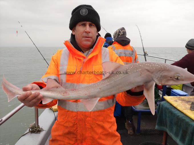 5 lb Starry Smooth-hound by Curtis