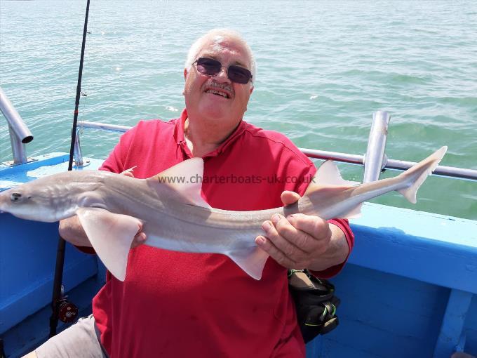 6 lb Starry Smooth-hound by Peter