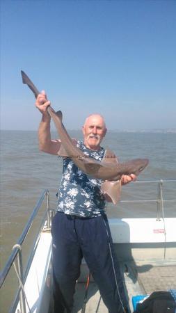 12 lb Smooth-hound (Common) by dave marsh