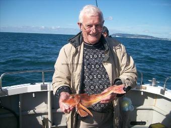 2 lb 10 oz Tub Gurnard by martin