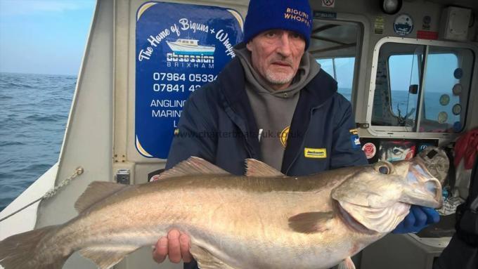 14 lb 8 oz Pollock by unknown