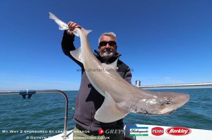 8 lb Starry Smooth-hound by Dave