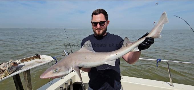 12 lb Smooth-hound (Common) by Tom