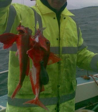 4 Kg Red Gurnard by Unknown