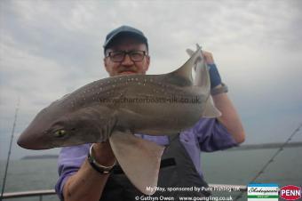 14 lb Starry Smooth-hound by Cormac
