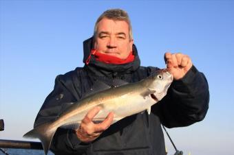 2 lb 8 oz Coalfish (Coley/Saithe) by Dave