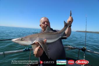 12 lb Starry Smooth-hound by Brooksy