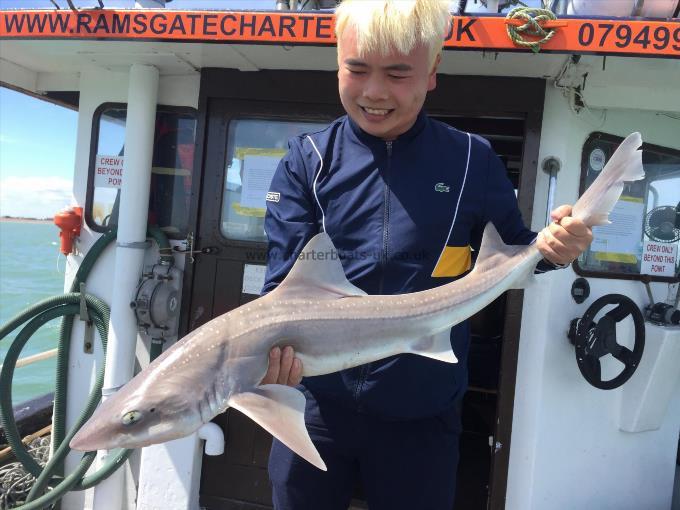 15 lb Smooth-hound (Common) by Unknown