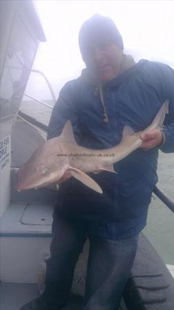 8 lb Starry Smooth-hound by pail from sussex