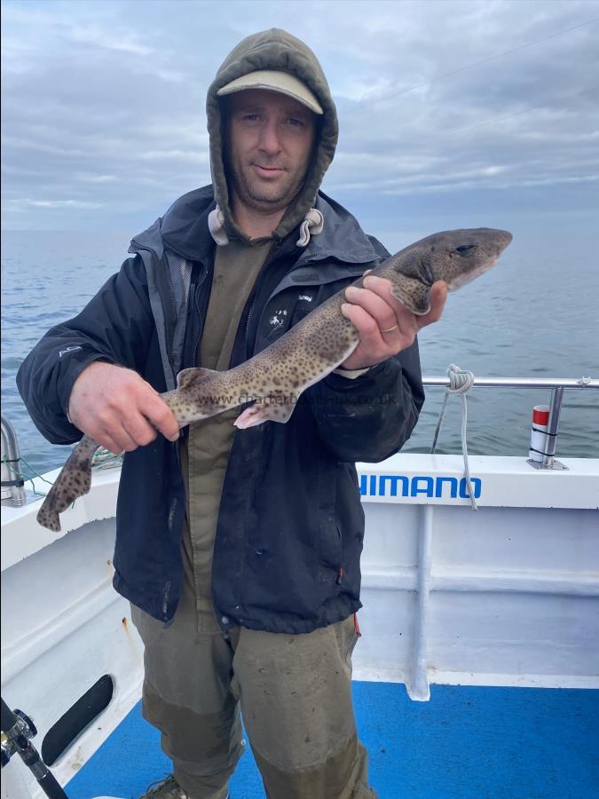 3 lb 2 oz Lesser Spotted Dogfish by Unknown