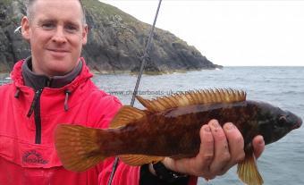 1 lb 12 oz Ballan Wrasse by stevie