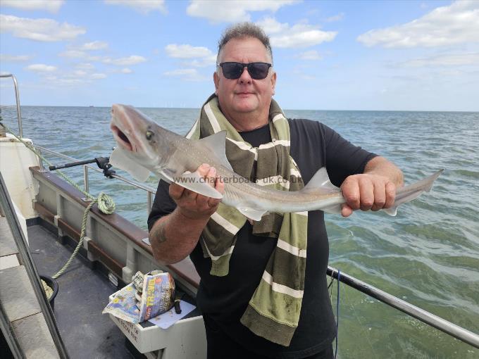 8 lb Starry Smooth-hound by Gary
