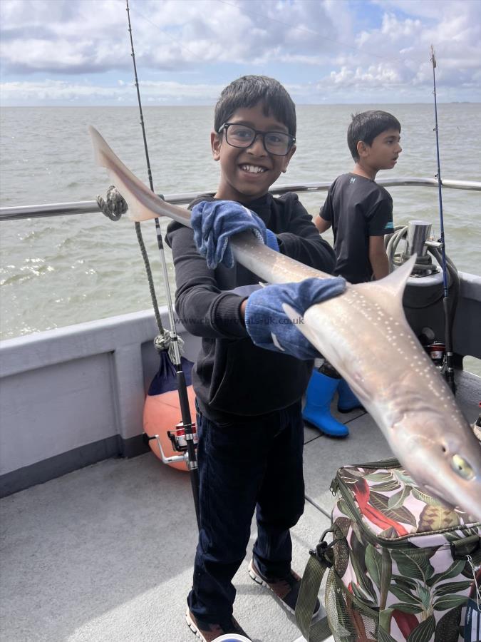 8 lb 2 oz Starry Smooth-hound by Unknown