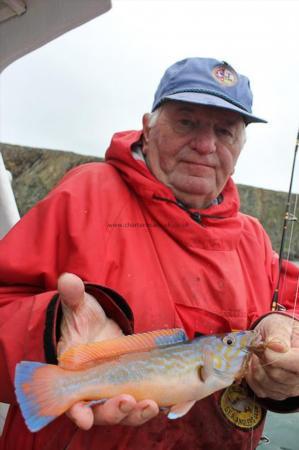 1 lb Cuckoo Wrasse by Colin