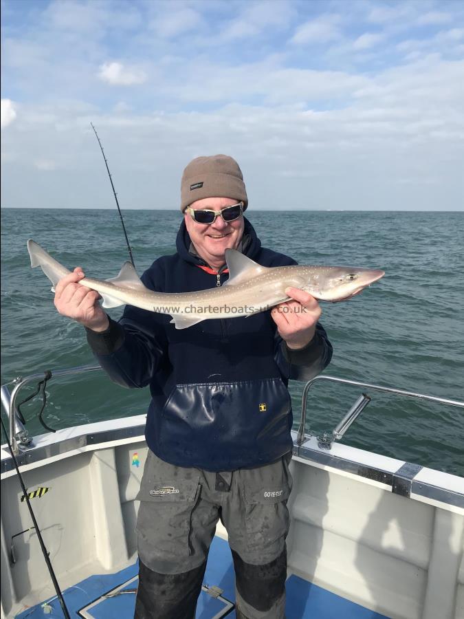 5 lb Starry Smooth-hound by Unknown