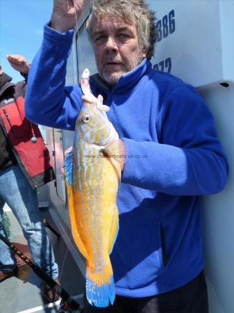 2 lb 4 oz Cuckoo Wrasse by Chris Burrows