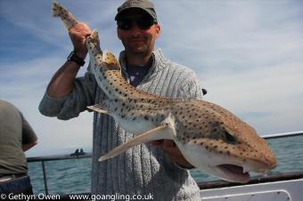 10 lb Bull Huss by Peter