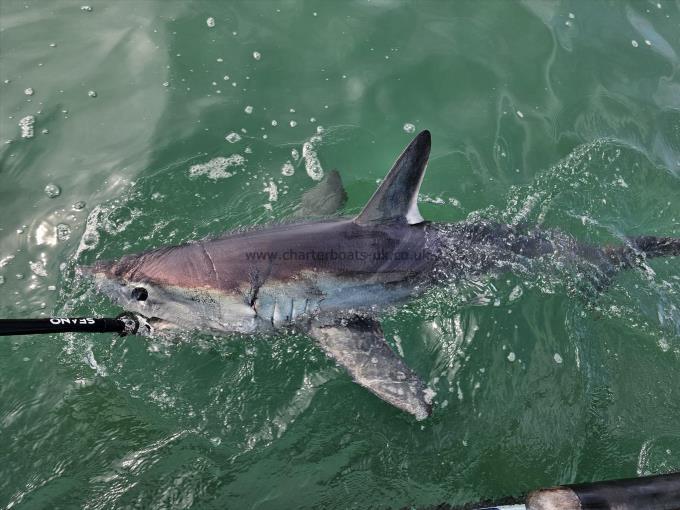 225 lb Porbeagle by Unknown