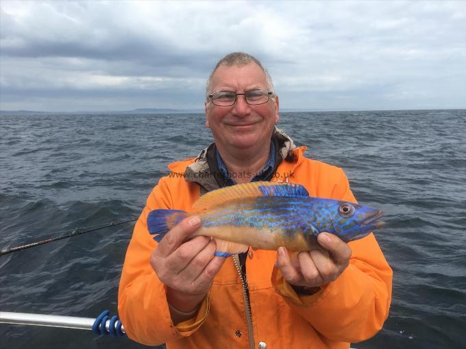 1 lb 2 oz Cuckoo Wrasse by Roy Bigg