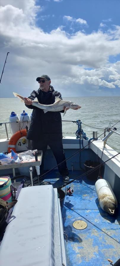 11 lb Smooth-hound by Unknown