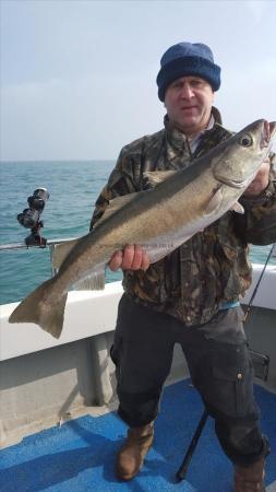 11 lb Pollock by brain