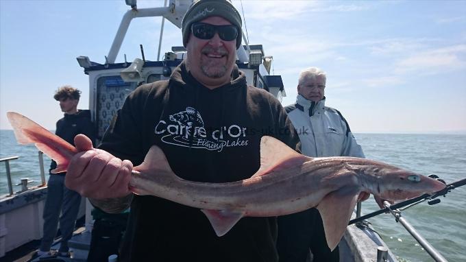 7 lb Smooth-hound (Common) by John from Kent