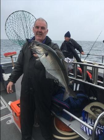 6 lb Coalfish (Coley/Saithe) by Unknown