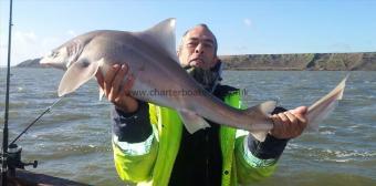 18 lb 7 oz Smooth-hound (Common) by Mr carter