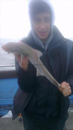 2 lb 5 oz Smooth-hound by conor from dartford