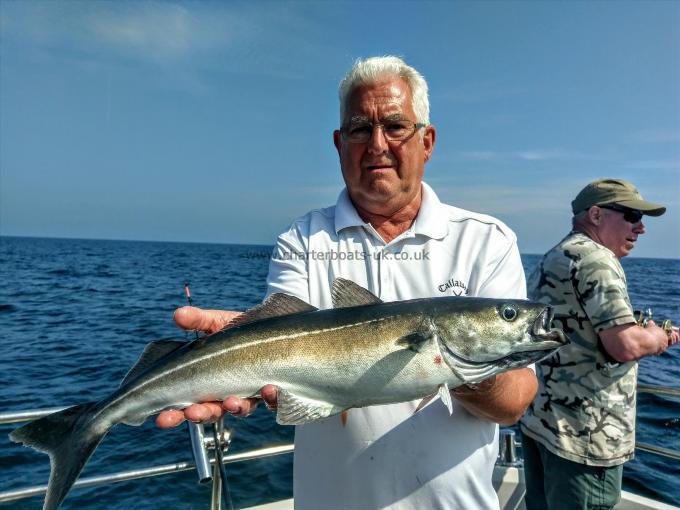 4 lb Coalfish (Coley/Saithe) by Unknown