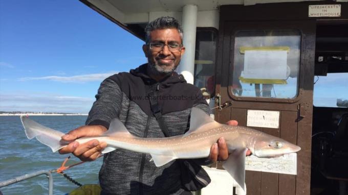 6 lb Smooth-hound by Unknown