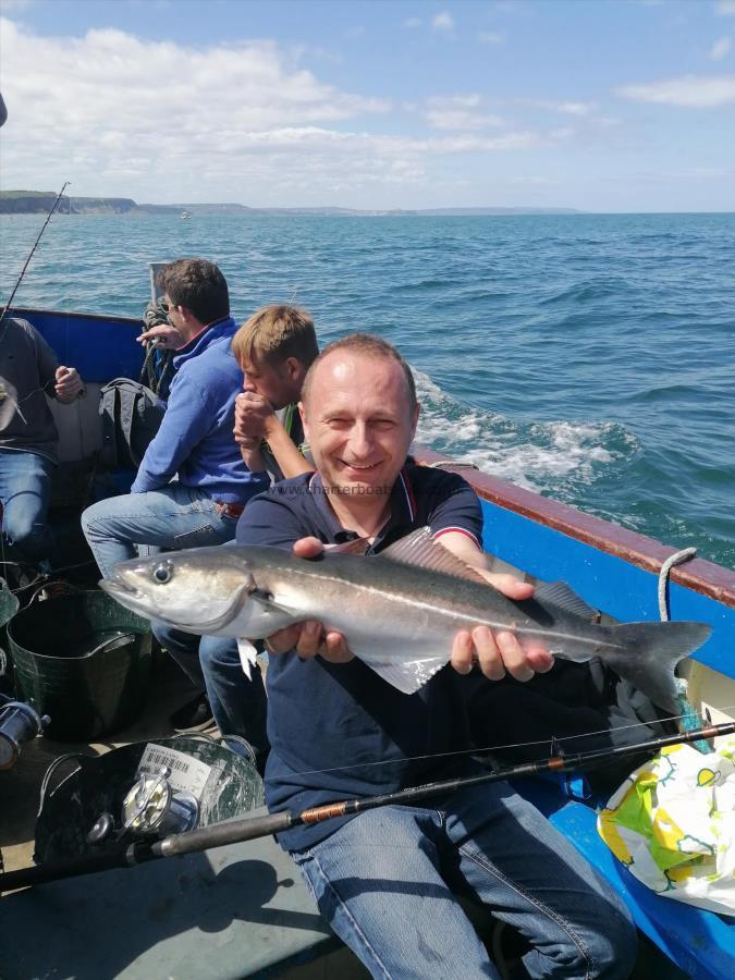 3 lb Coalfish (Coley/Saithe) by Unknown