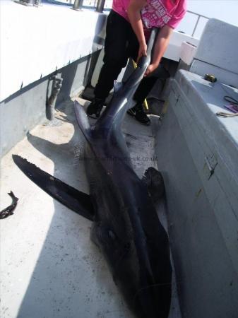200 lb Blue Shark by Unknown