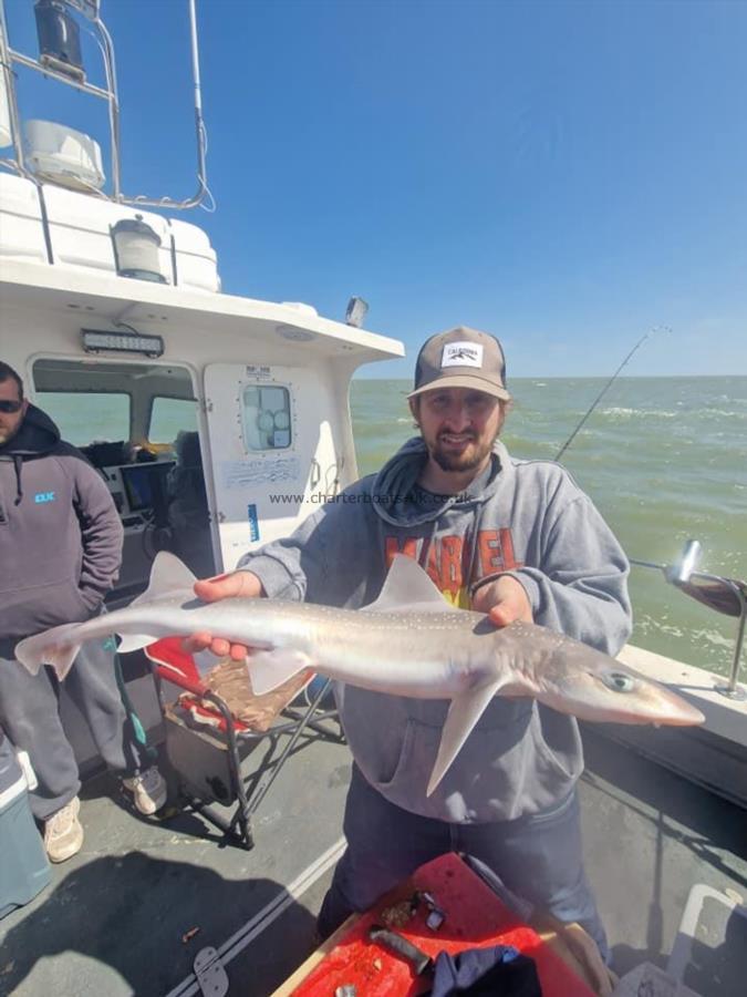 5 lb Smooth-hound (Common) by Stu