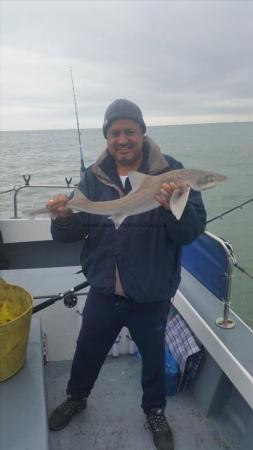 8 lb 2 oz Starry Smooth-hound by Unknown
