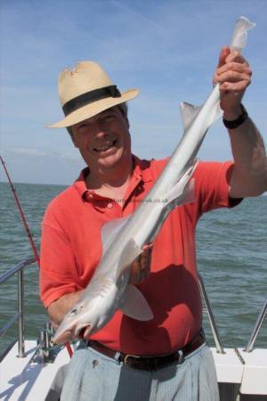 5 lb Starry Smooth-hound by Nigel Farage UKIP