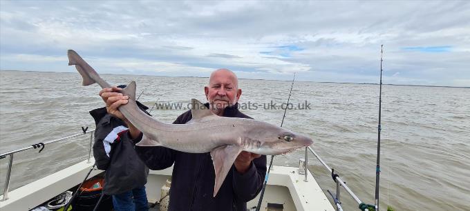 9 lb Starry Smooth-hound by Rob