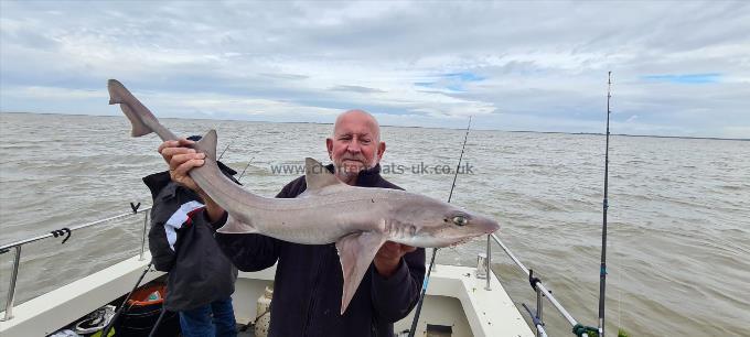 9 lb Starry Smooth-hound by Rob