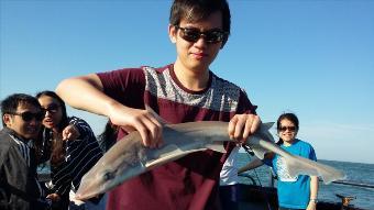 6 lb 9 oz Starry Smooth-hound by Asha