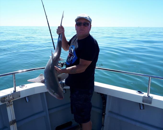 14 lb Smooth-hound by Unknown