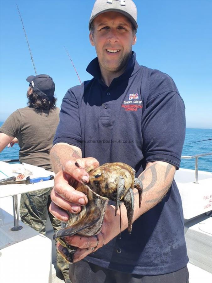 2 lb 2 oz Cuttlefish by Unknown