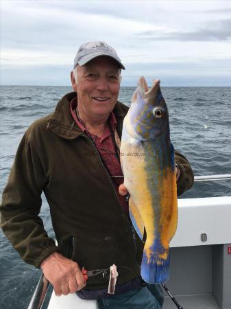 1 lb 12 oz Cuckoo Wrasse by Clive Fawkes