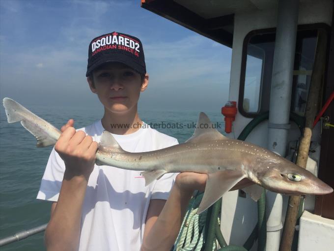 4 lb 5 oz Starry Smooth-hound by Sonny  from Essex