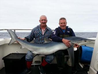 140 lb Blue Shark by Unknown