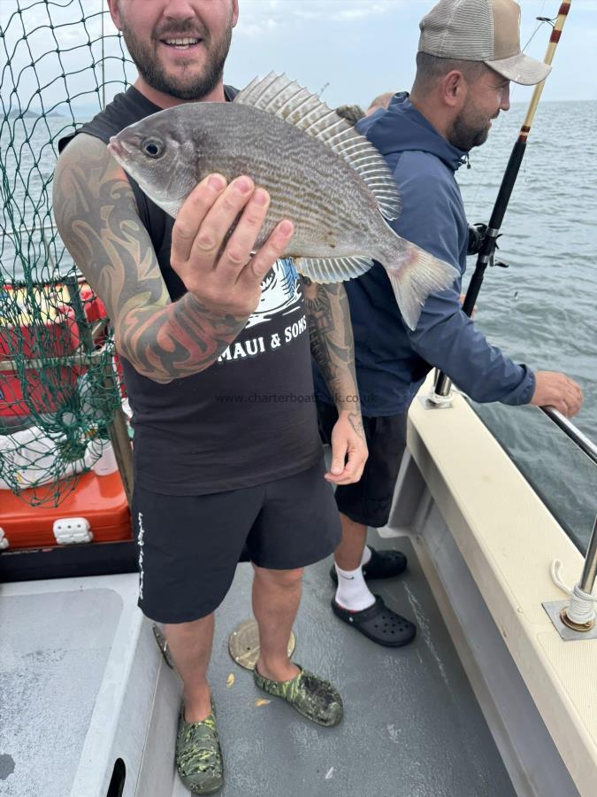 3 lb Black Sea Bream by Unknown