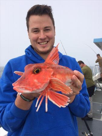 2 lb Red Gurnard by Phil Rogers