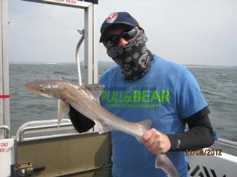 4 lb Starry Smooth-hound by Unknown