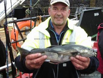 3 lb 8 oz Coalfish (Coley/Saithe) by jeff cowan