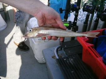 1 lb 2 oz Grey Gurnard by Unknown